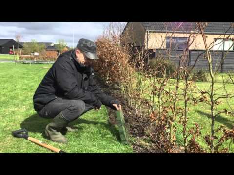 Video: Chufa - Græs Med Nødder