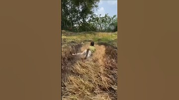 Cá lóc nướng chửi giữa ruộng | triều kiên giang #shots