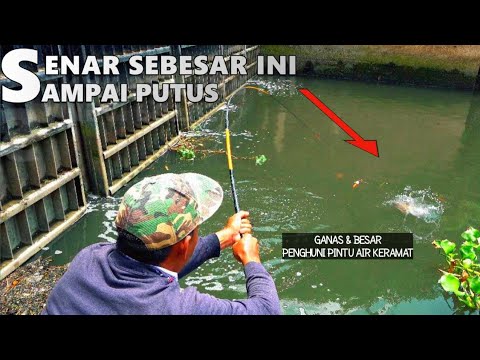 Makin Sadis Penghuninya!! Mancing di sarang ikan nila babon Pintu Air Keramat