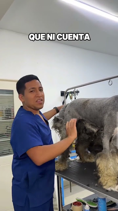 Baño para perros 😁 #veterinaria #dogs #shorts #fypシ゚viral #funny