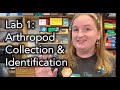 The wolbachia project lab 1 arthropod collection and identification