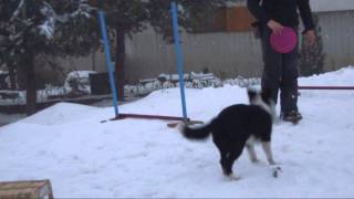 Christmas Dog Tricks! by Jessica24 431 views 11 years ago 3 minutes, 53 seconds