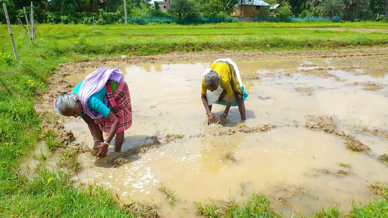 Fishing and cooking by tribal grandmothers in this rainy season | fish curry recipe