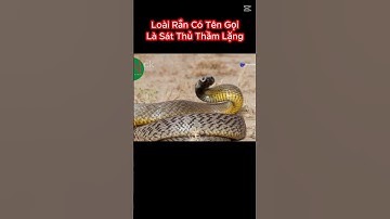 Taipan Nội Địa Loài Rắn Độc Nhất Trên Thế Giới, Sát Thủ Thầm Lặng #shorts #rắnđộc #snake #rắn