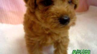 【ペットショップ エンゼル】お薦めの子犬・子猫 1107053.mpg