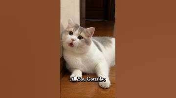 Thumbnail of Kucing Lucu Nyanyi APT #cat #kucinglucu