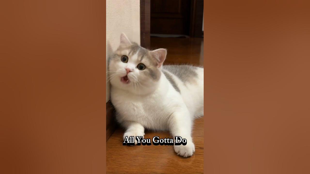 Kucing Lucu Nyanyi APT #cat #kucinglucu