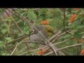 Birds of hampi