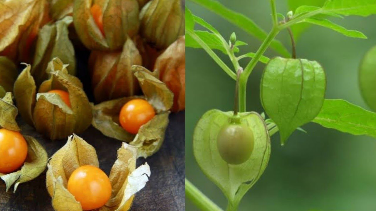 Herbal Plant which is used to increase RBC Count, Rich in Iron, Purify