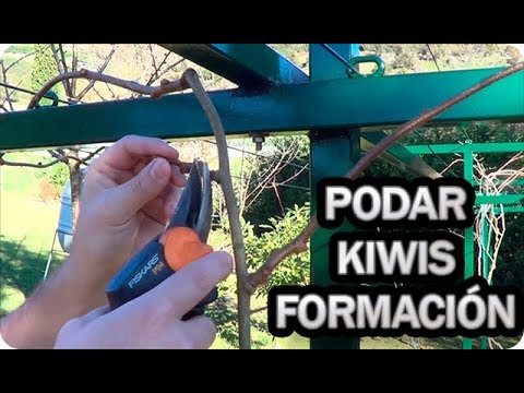 Video: Podar kiwis demasiado grandes - Cómo podar kiwis Un kiwi demasiado grande