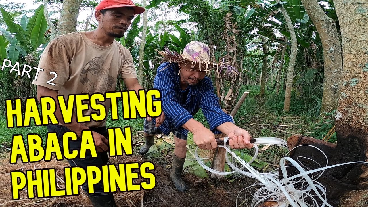 Manual Process of Abaca Fiber in Bukidnon PAGHAHATAK AT PAGPAPATUYO