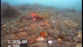 ASAKUA VideRay - VideoRay Pro 3 GTO ROV Chasing Scallops screenshot 2