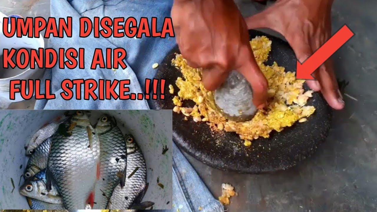 sering boncos saat mancing ombyok,,? pakai umpan racikan ini dijamin full strike sampai lemas