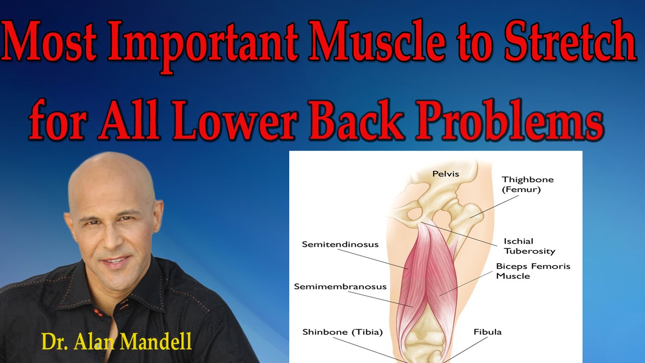Most Important Muscle to Stretch for all Lower Back ...