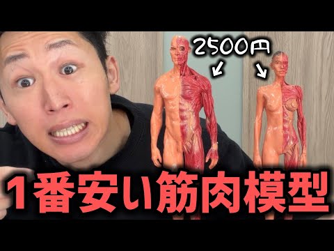 2500円で買った激安の筋肉模型をレビュー