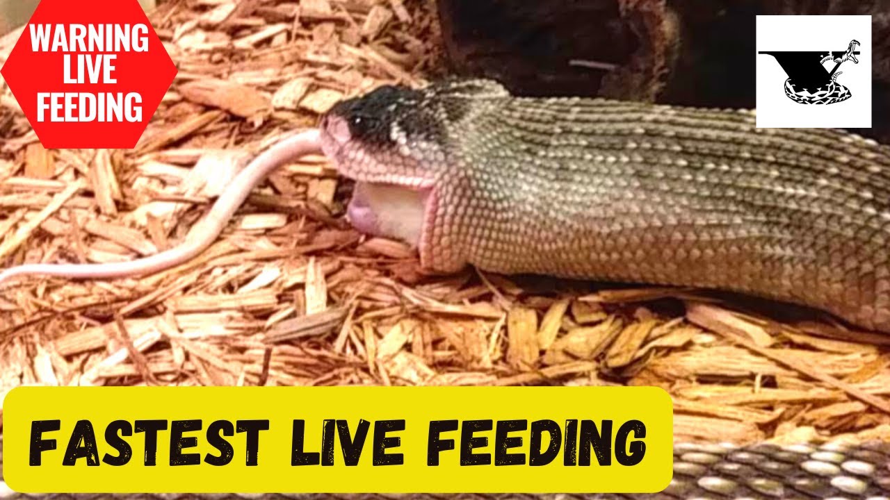 WARNING Live Feeding Rattlesnakes Venomous Snakes Hot Venom and