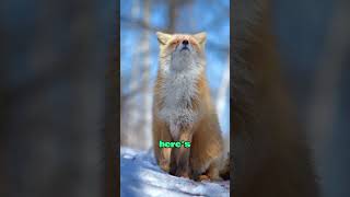 Red fox unique ability Red fox unique ability