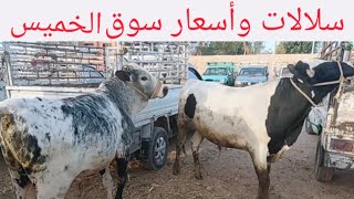 اتفرجو علي اسعار العجول بسوق الخميس اليوم ٢٦/ ٣/ ٢٠٢٦م