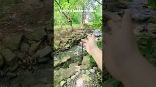 Begleri Ladder Combo