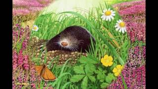 Wildlife Art of Chris Shields. Music by Patrick Rundblad.