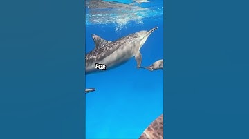 Sloths outlast dolphins_Breathe holding challenge #shorts #short #youtube #youtubeshorts #viralvideo