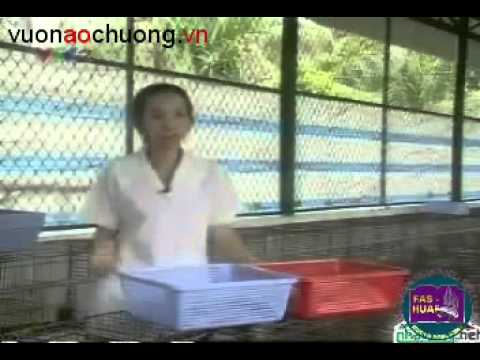 Video Kỹ Thuật Nuôi Thỏ Phần 2. - youtube