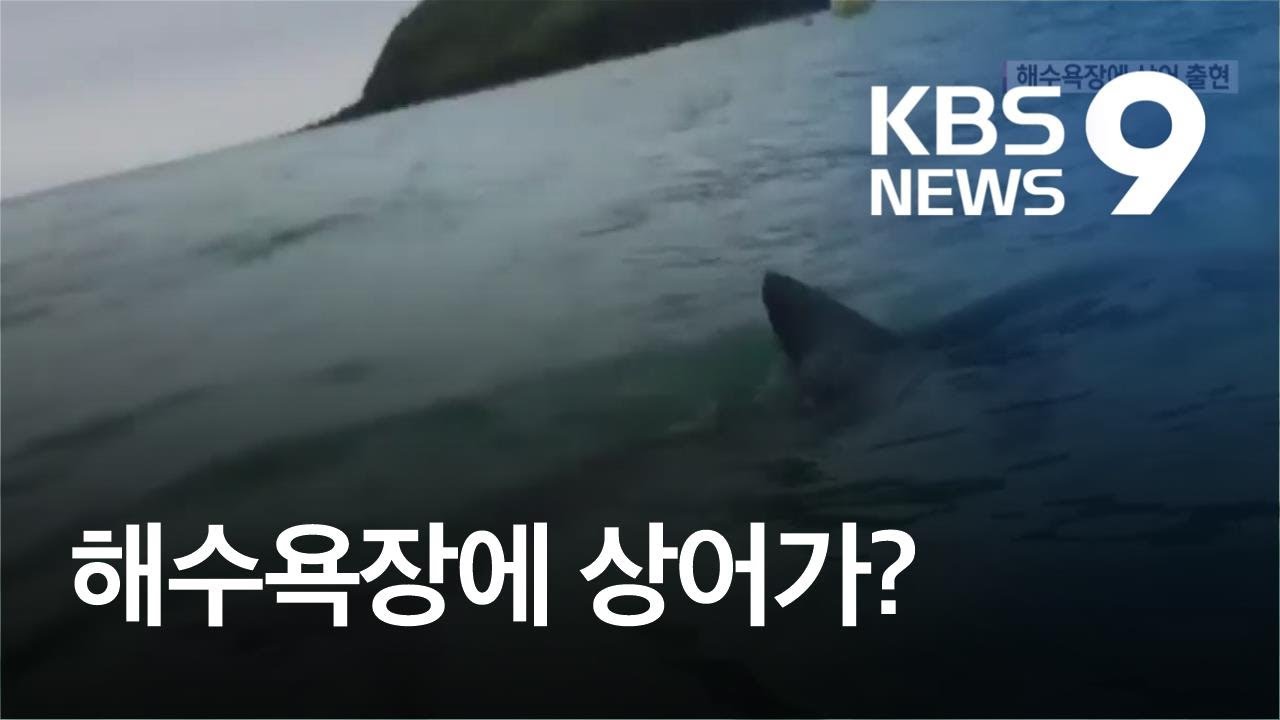 Kbsニュース 済州島にサメが出たって 하나 하나 Ftと韓国語の勉強の記録