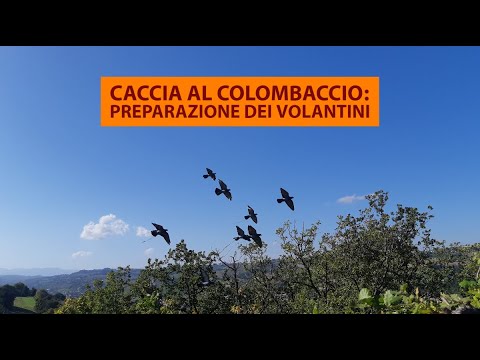 Caccia al colombaccio: preparazione dei volantini - YouTube