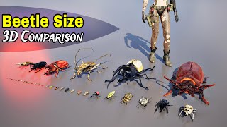 World's Smallest vs Largest Beetles | Comparison 3D