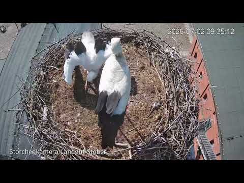 Landgut Stober Stork Chick Feeding July 2026 live cam preview