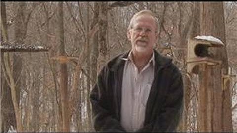 Bird Watching : How to Attract Orioles