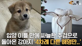 입양 이틀 만에 싸늘한 주검으로돌아온 강아지 ‘4차례 다른 해명만..’