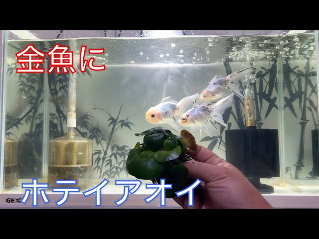 金魚 金魚水槽にホテイアオイを浮かべてみた Youtube