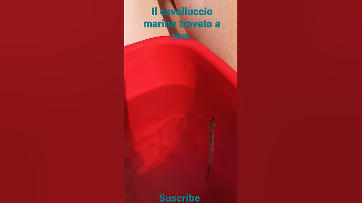 Il cavalluccio marino trovato a riva