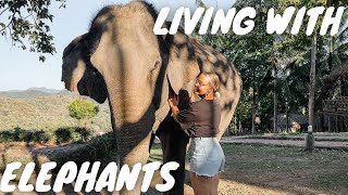 I Spent 24 Hours in an ELEPHANT SANCTUARY In Thailand (amazing experience) 🇹🇭