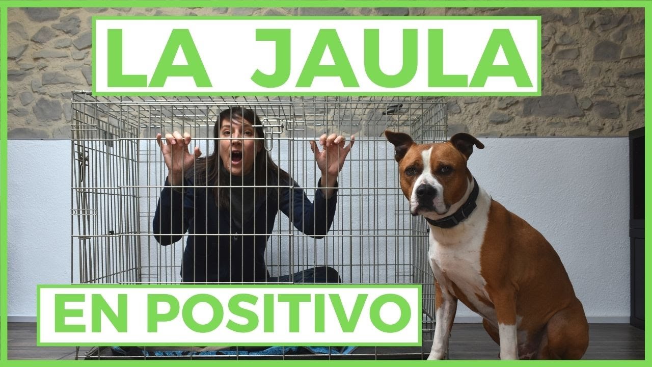 Entrenamiento en Jaula para Perros: Pasos, Tips, Que Sí y Que No