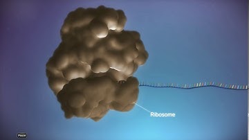 Deep Learning and Bioinformatics 6 / 10 - From Gene to Protein