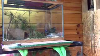 Button quail hissing call