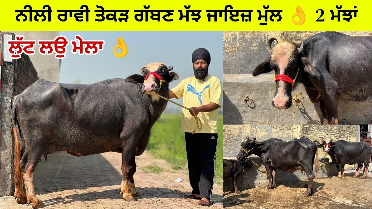 ਨੀਲੀ ਰਾਵੀ ਤੋਕੜ ਗੱਬਣ ਮੱਝ ਵਿਕਾਊ /2 ਮੱਝਾਂ ਇਕ ਵਹਿੜ ਸਸਤੇ ਰੇਟਾਂ ਤੇ/ਪਿੰਡ ਸੁਰਸਿੰਘ/ਤਰਨਤਾਰਨ 