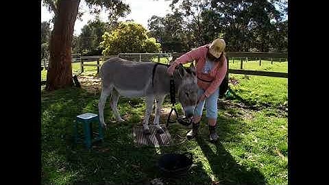 Seymour Self Haltering 13 Aug 20