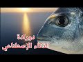 صيد سمكة الدوراد بإستعمال الذكاء الإصطناعي