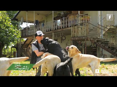 #ფერმა კაცი, რომელსაც ლაბრადორებმა გაუკვალეს გზა ქალაქიდან სოფლისკენ - ირაკლი ცინცაძის მეურნეობა
