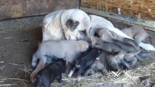 boz shepherd breeders