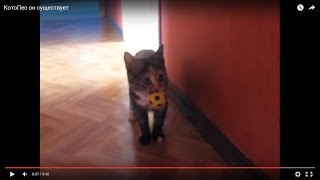 КотоПес он существует КотоПес он существует