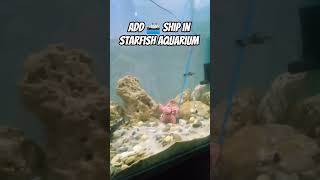 I Added a Toy Ship in My Fish Aquarium 🚢🐠 #Toy ship#Aquarium #Fish# YouTube shorts #trending #2026