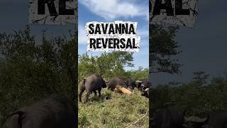 Savanna Reversal