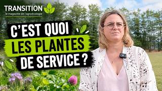 Les Plantes De Service Sont Aussi... Au Service De Lagroécologie