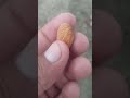 Eating Fruit🌰Almond .#4k #fresh #fruit #shorts #agriculture #dryfruits #gardening #farming #organic