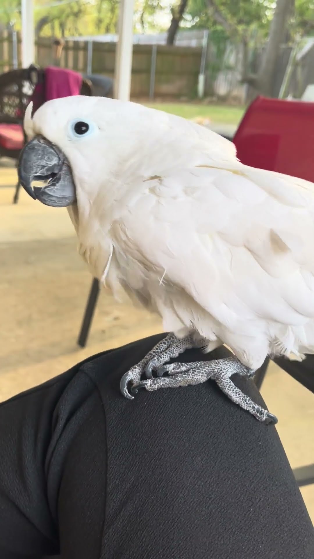Cockatoo Has a Laughing Attack || ViralHog
