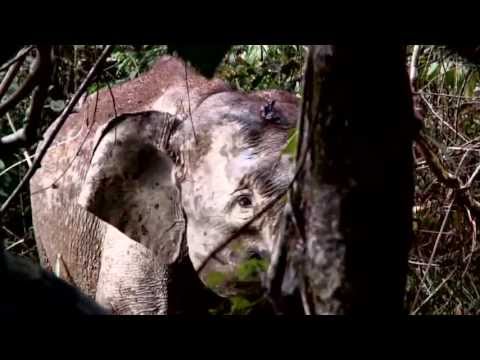 וִידֵאוֹ: למה הפיל הפיגם בסכנת הכחדה?